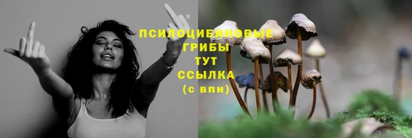 сатива Коряжма